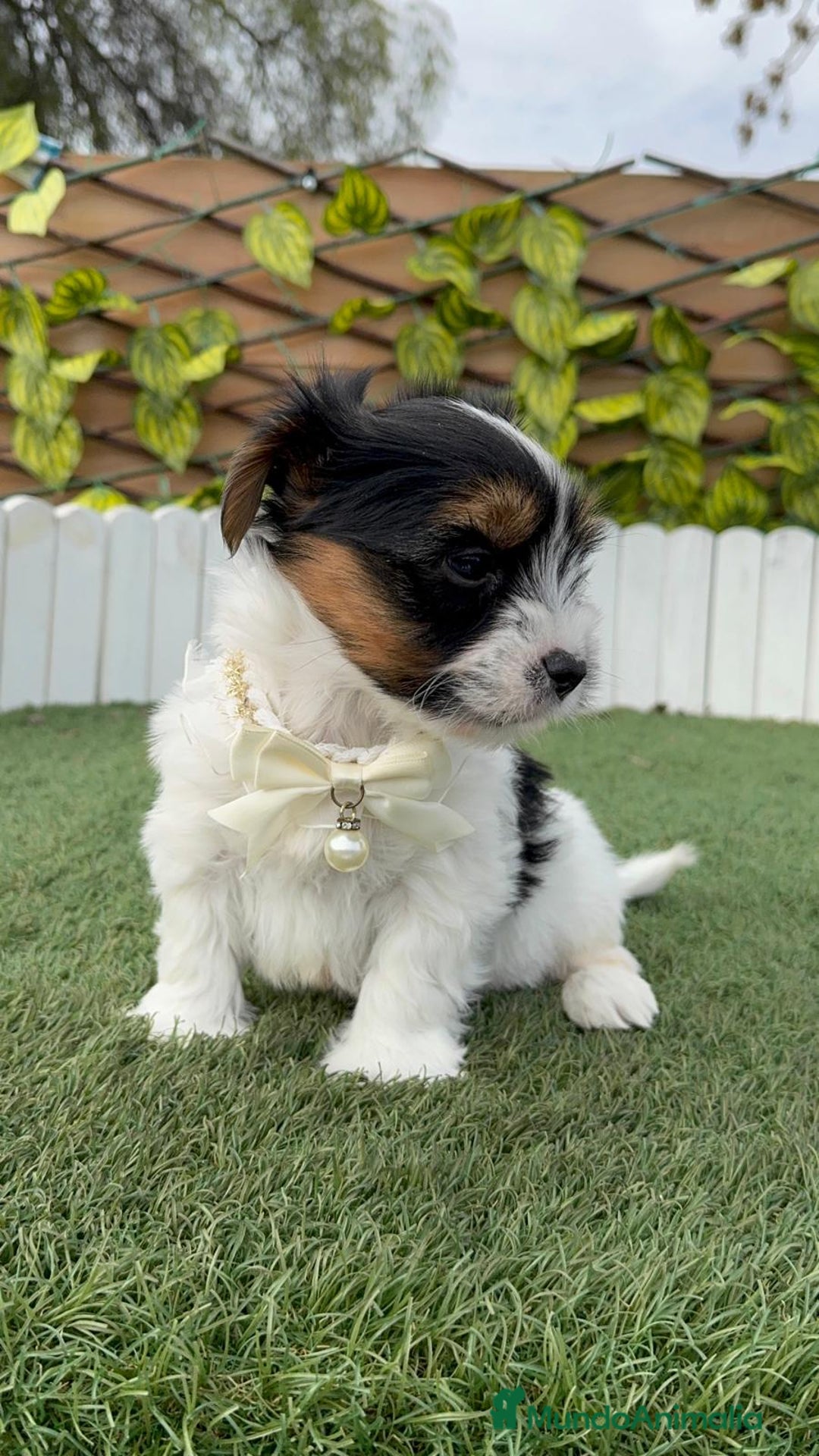 Yorkshire Terrier perros en venta: YORKSHIRE BIEWER MACHO DISPONIBLE - Anuncio 18