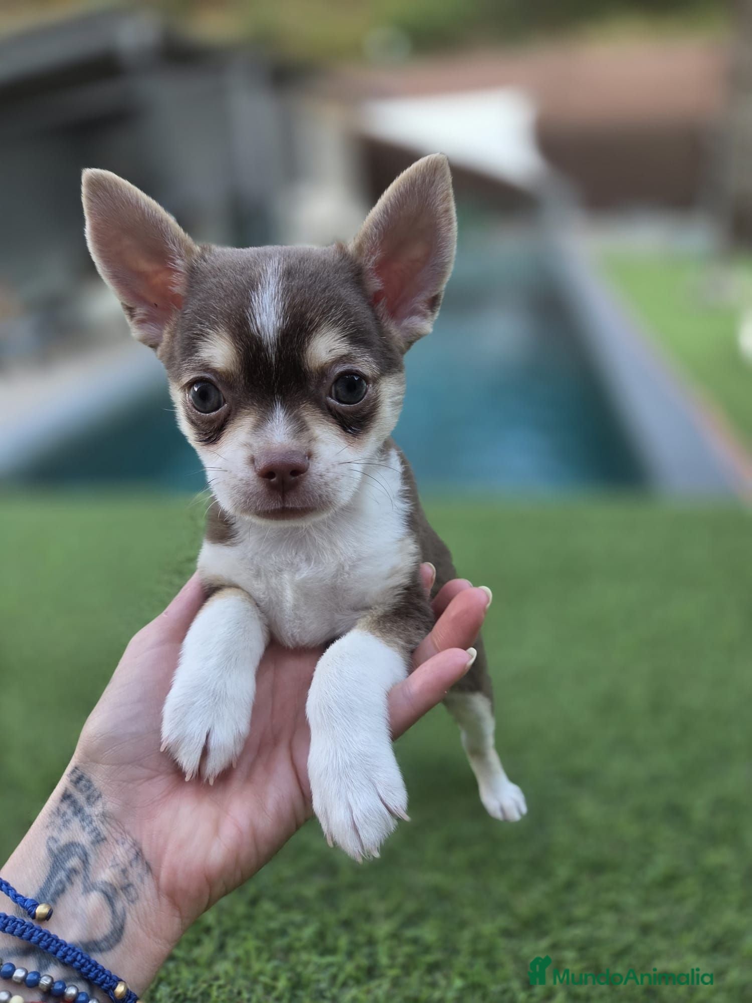 Chihuahua perros Chihuahua toy  - Anuncio 4