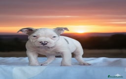 American Bully perros en venta: AMERICAN BULLY 💯♀️ - Imagen 1