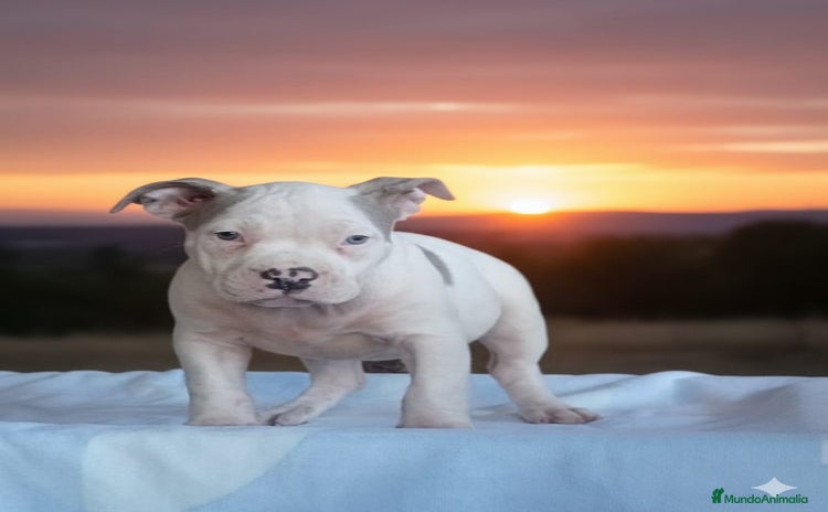 American Bully perros - Anuncio 3