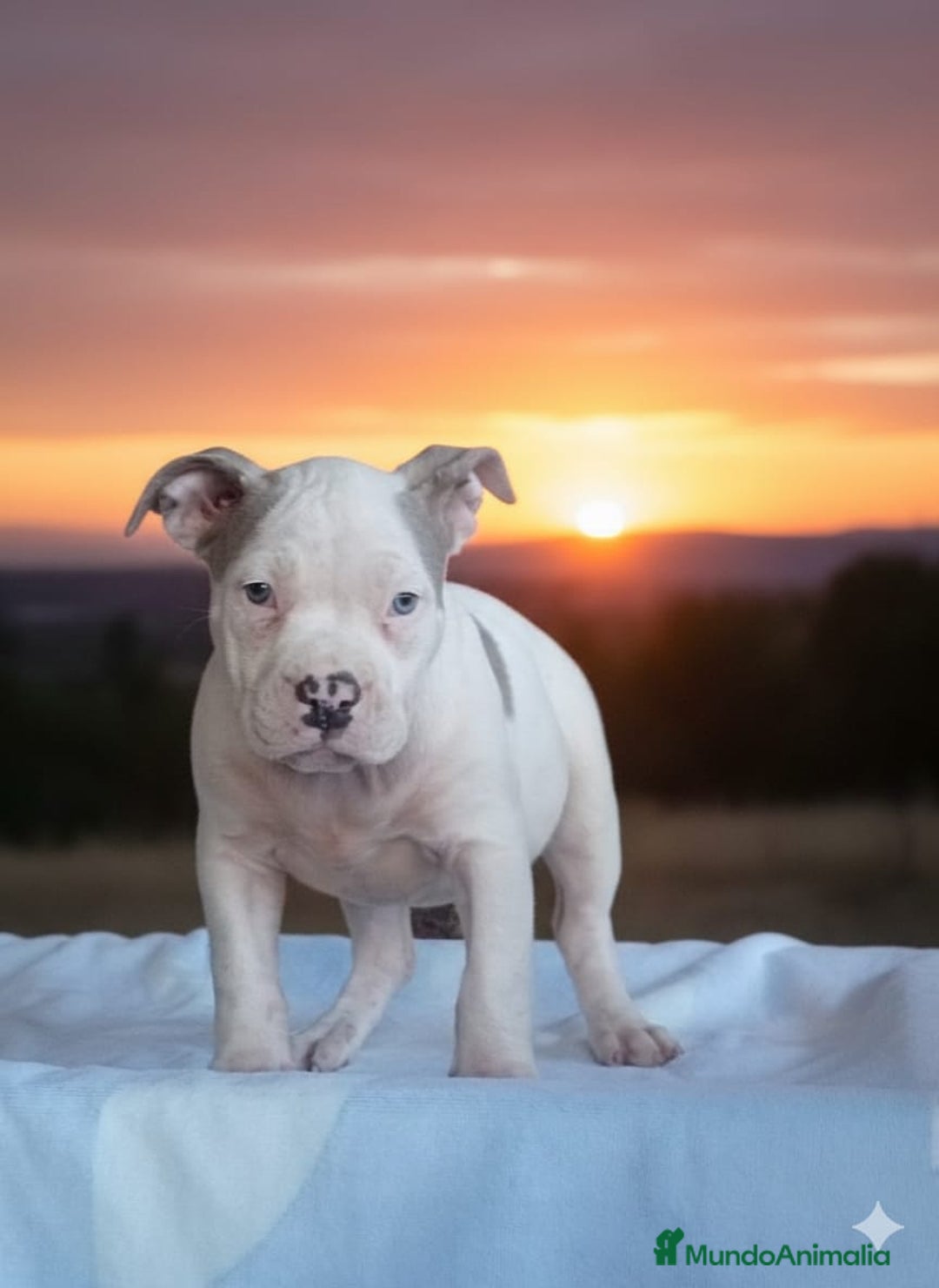 American Bully perros en venta: AMERICAN BULLY 💯♀️ - Imagen 1