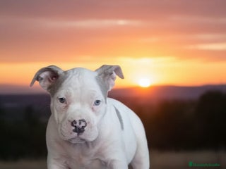 American Bully perros - Anuncio 3