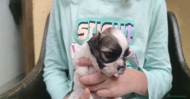 Shih Tzu perros - Anuncio 14