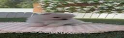 Pomerania perros en venta: POMERANIA - Anuncio 4