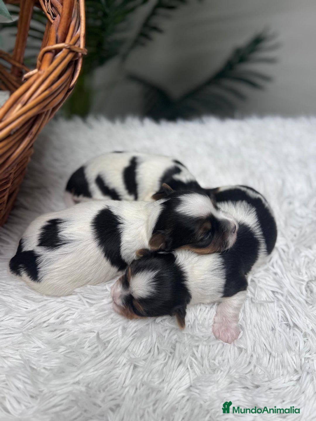 Yorkshire Terrier perros en venta: YORKSHIRE BIEWER - Anuncio 4