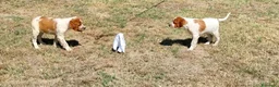 Épagneul Breton perros en venta: Epagneul Breton  - Anuncio 8