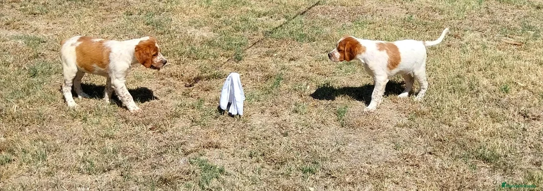 Épagneul Breton perros en venta: Epagneul Breton  - Anuncio 8