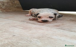 Dálmata perros en venta: Dalmata  - Imagen 5