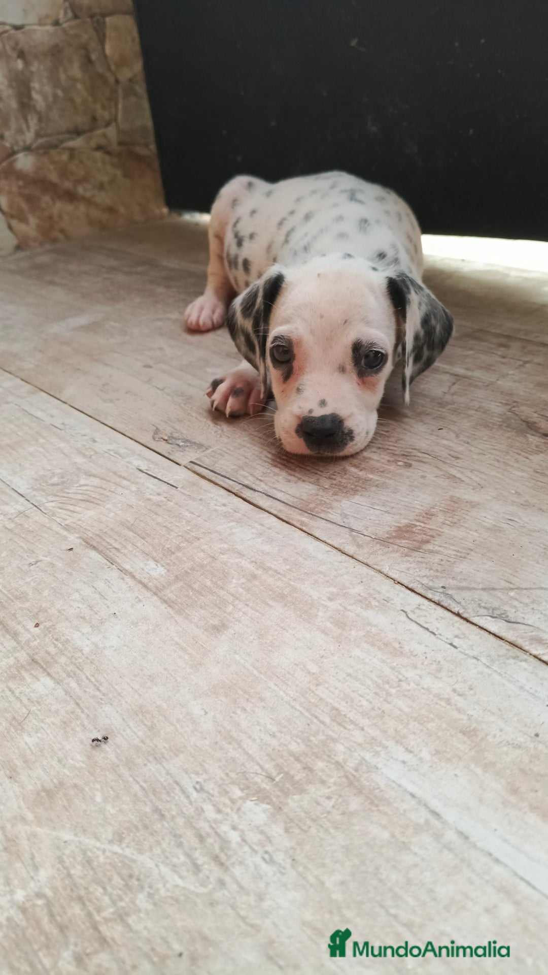Dálmata perros en venta: Dalmata  - Imagen 5