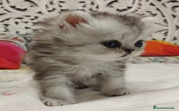 Persa gatos en venta: Chinchilla Silver Macho - Imagen 8