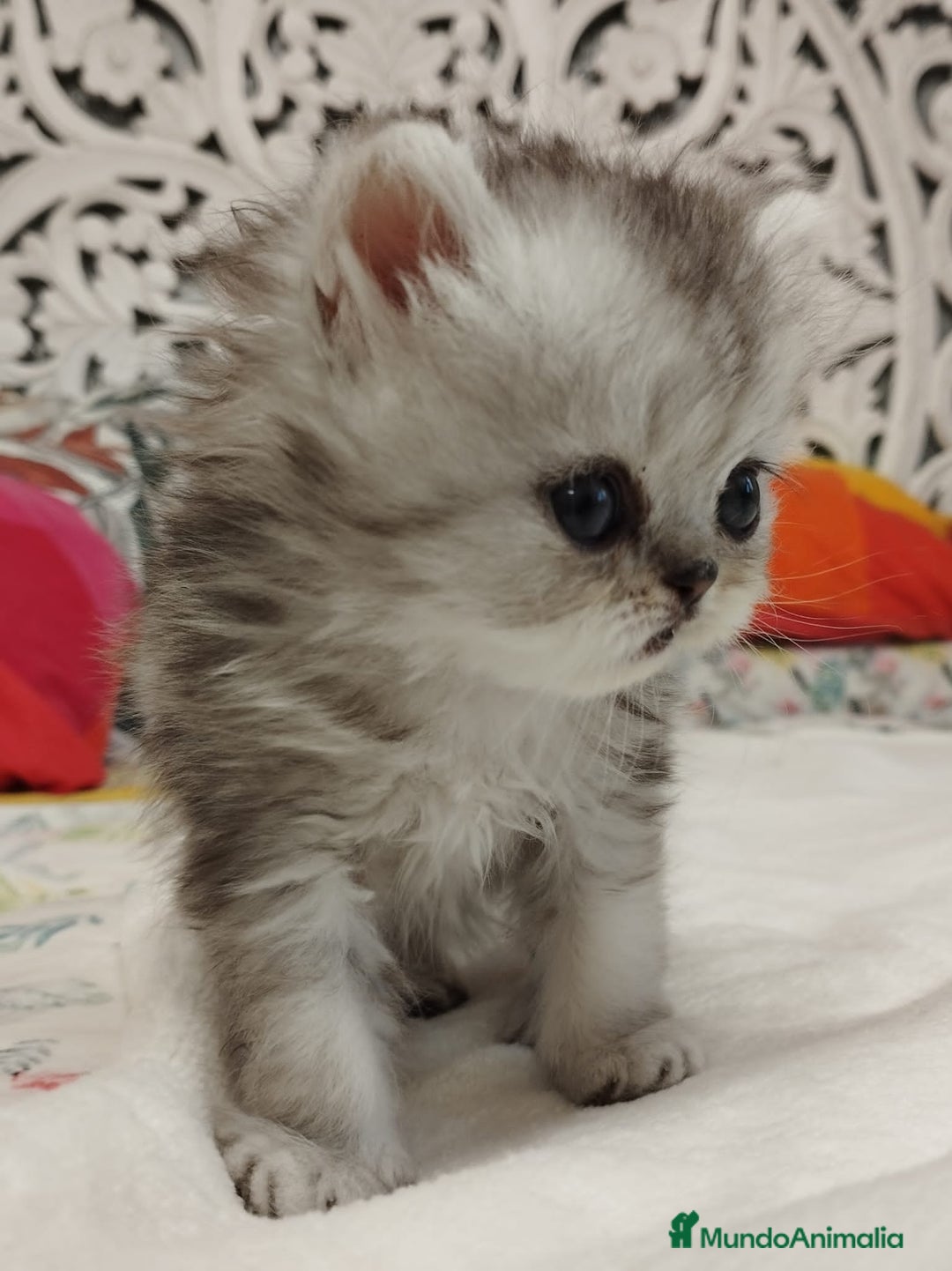 Persa gatos en venta: Chinchilla Silver Macho - Imagen 8