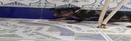 Pinscher Miniatura perros en venta: PINCHER MINIATURA - Anuncio 15
