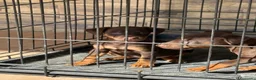 Terrier Alemán de Caza perros en venta: Cachorro chocolate Jagd terrier  - Anuncio 3