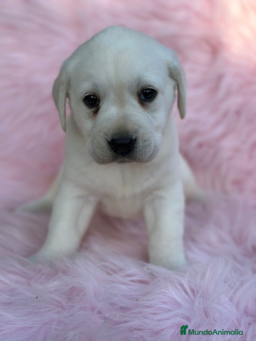 Labrador Retriever perros en venta: Labradora amarillo  - Anuncio 1