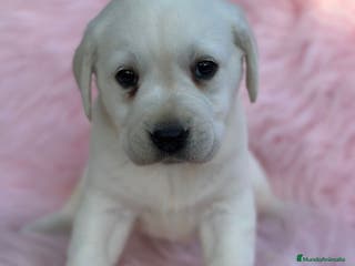 Labrador Retriever perros Labradora amarillo - Anuncio 39