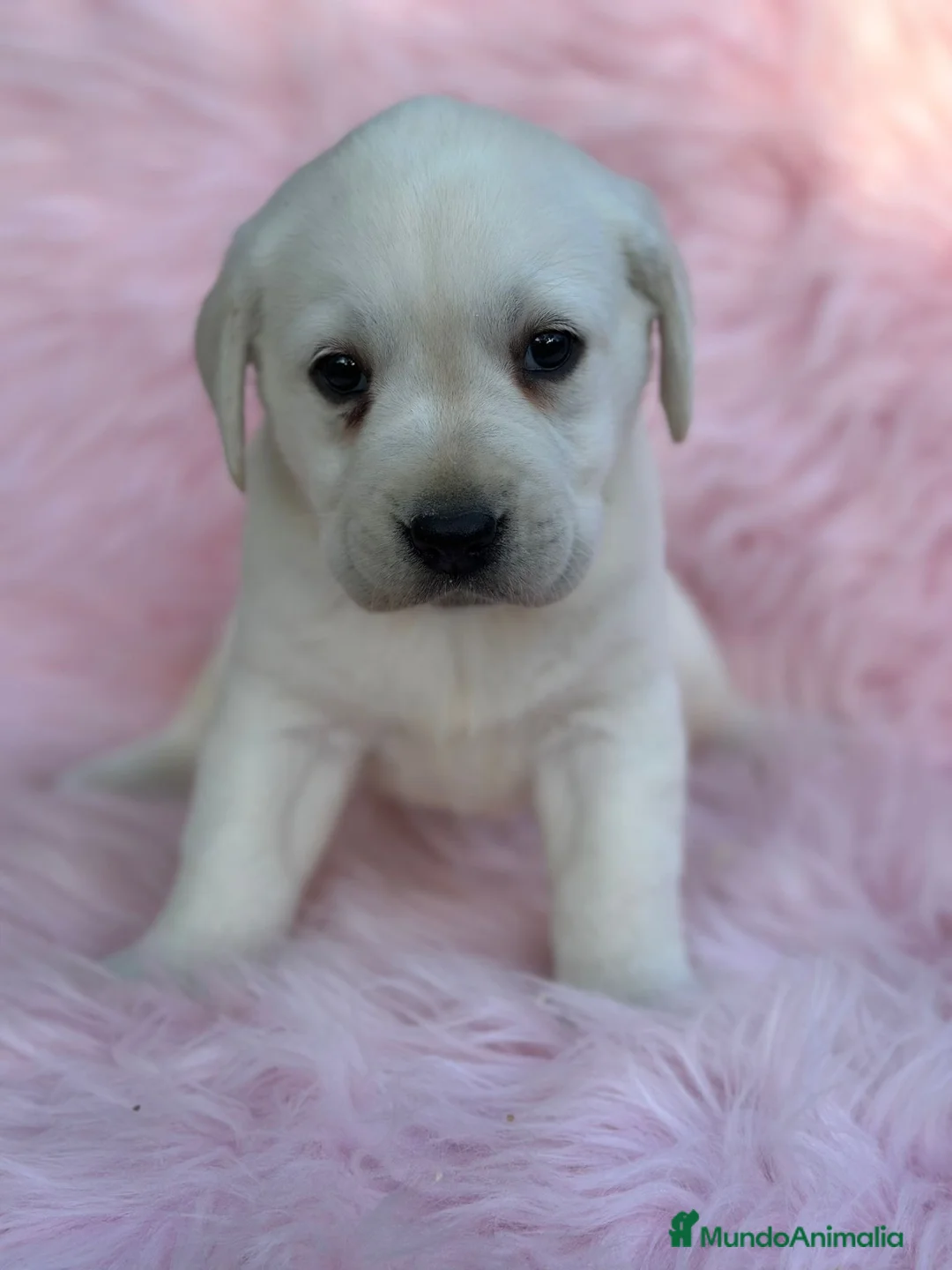 Labrador Retriever perros en venta: Labradora amarillo  - Anuncio 1