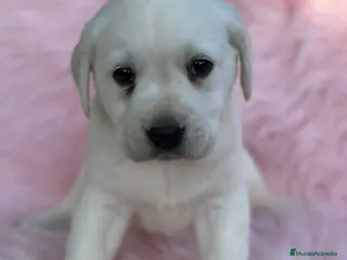 Labrador Retriever perros Labradora amarillo - Anuncio 4