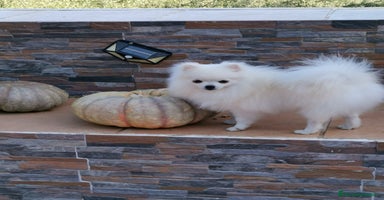 Pomerania perros - Anuncio 14