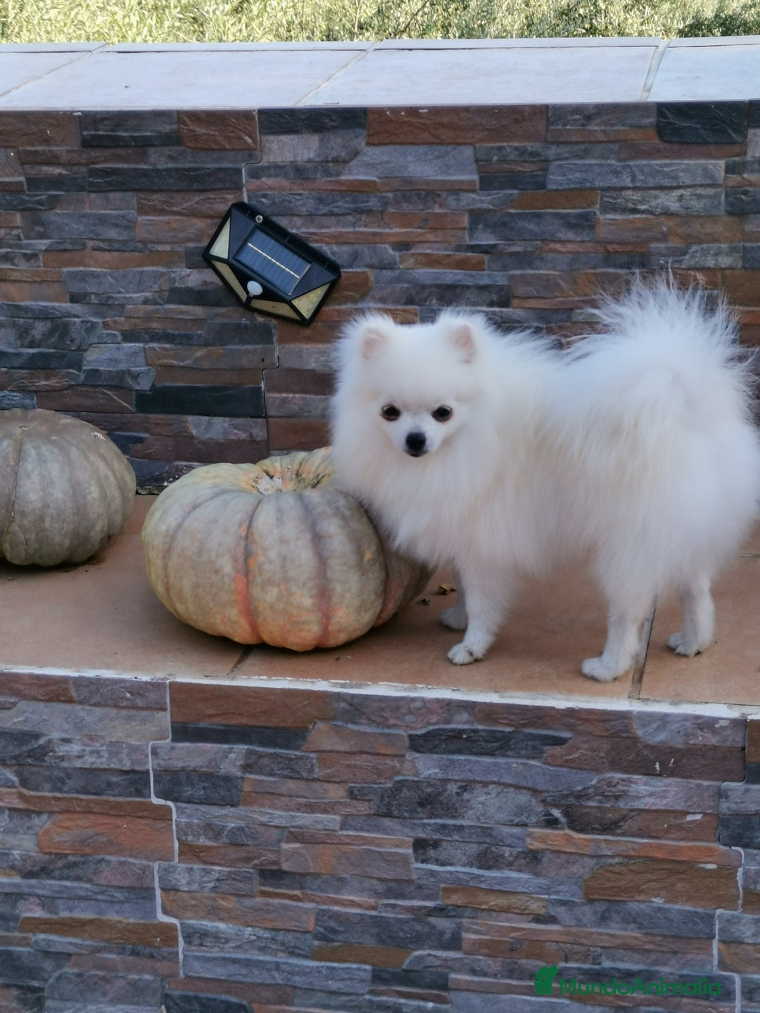 Pomerania perros en venta: Pomerania hembra 1,500kg con 8 meses  - Imagen 2