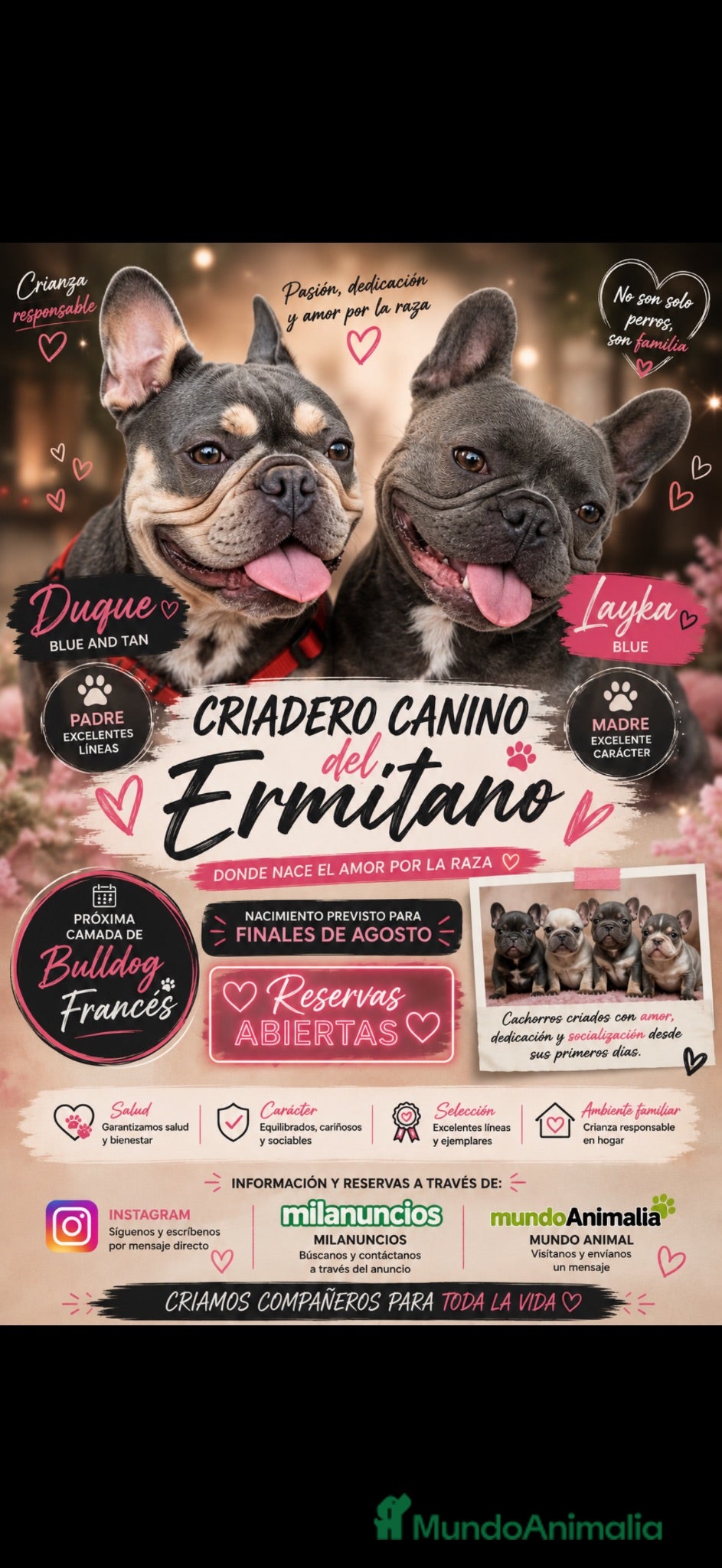 Bulldog Francés perros Cachorros - Anuncio 25