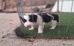 Border Collie perros en venta: BORDER COLLIE - Imagen 11