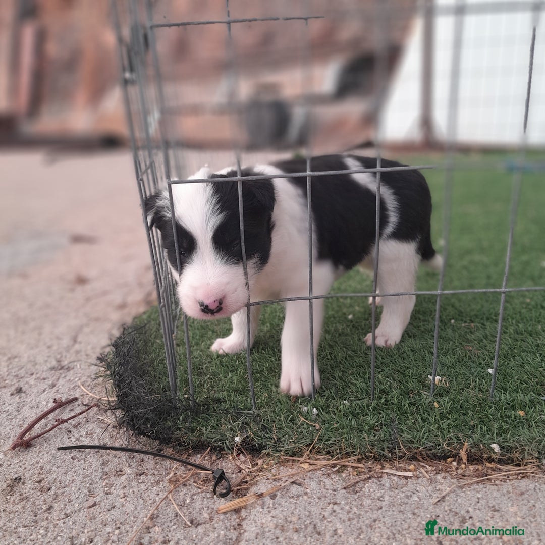 Border Collie perros en venta: BORDER COLLIE - Imagen 11