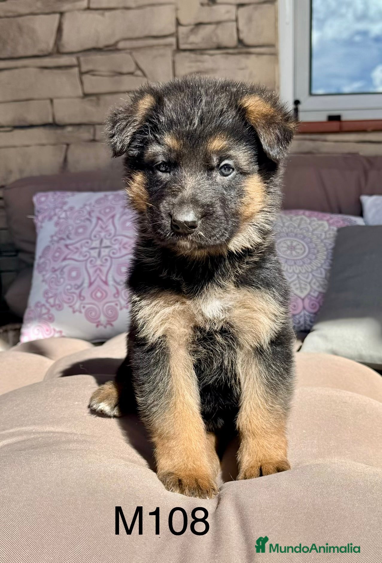 Pastor Alemán perros CAMADA DE PASTOR ALEMANY - Anuncio 1