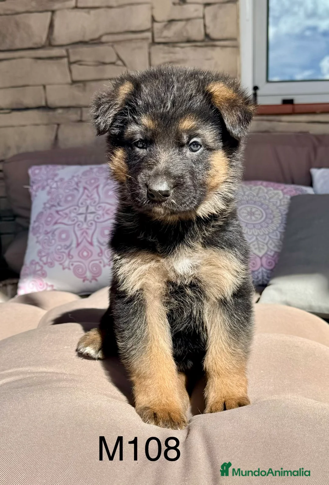 Pastor Alemán perros en venta: CAMADA DE PASTOR ALEMANY - Anuncio 1