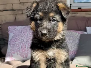 Pastor Alemán perros CAMADA DE PASTOR ALEMANY - Anuncio 1