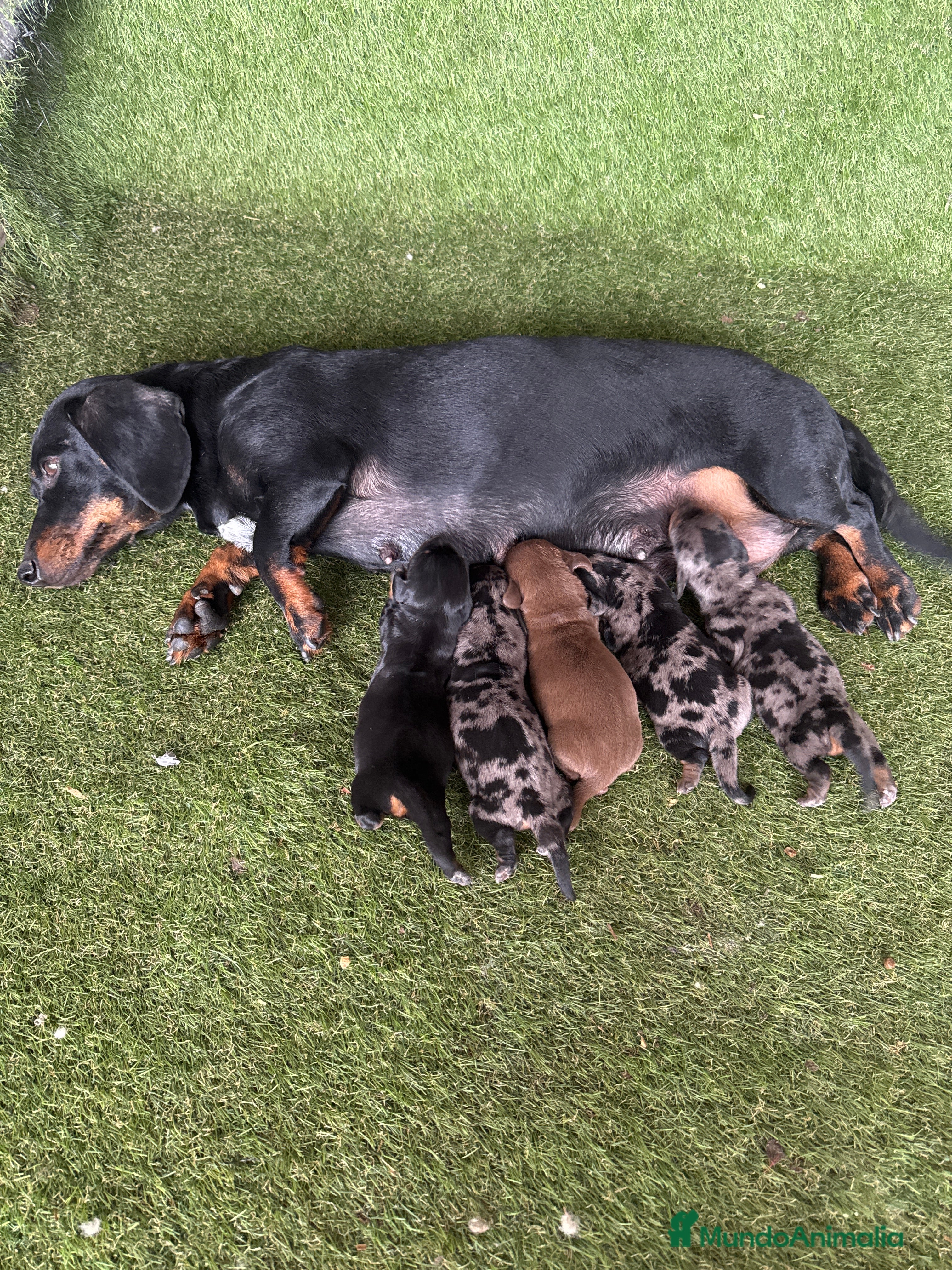 Teckel Miniatura perros Venta teckel - Anuncio 1