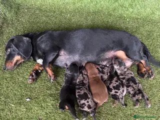 Teckel Miniatura perros Venta teckel - Anuncio 1