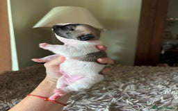 Bulldog Francés perros en venta: Bulldog francés  - Imagen 11