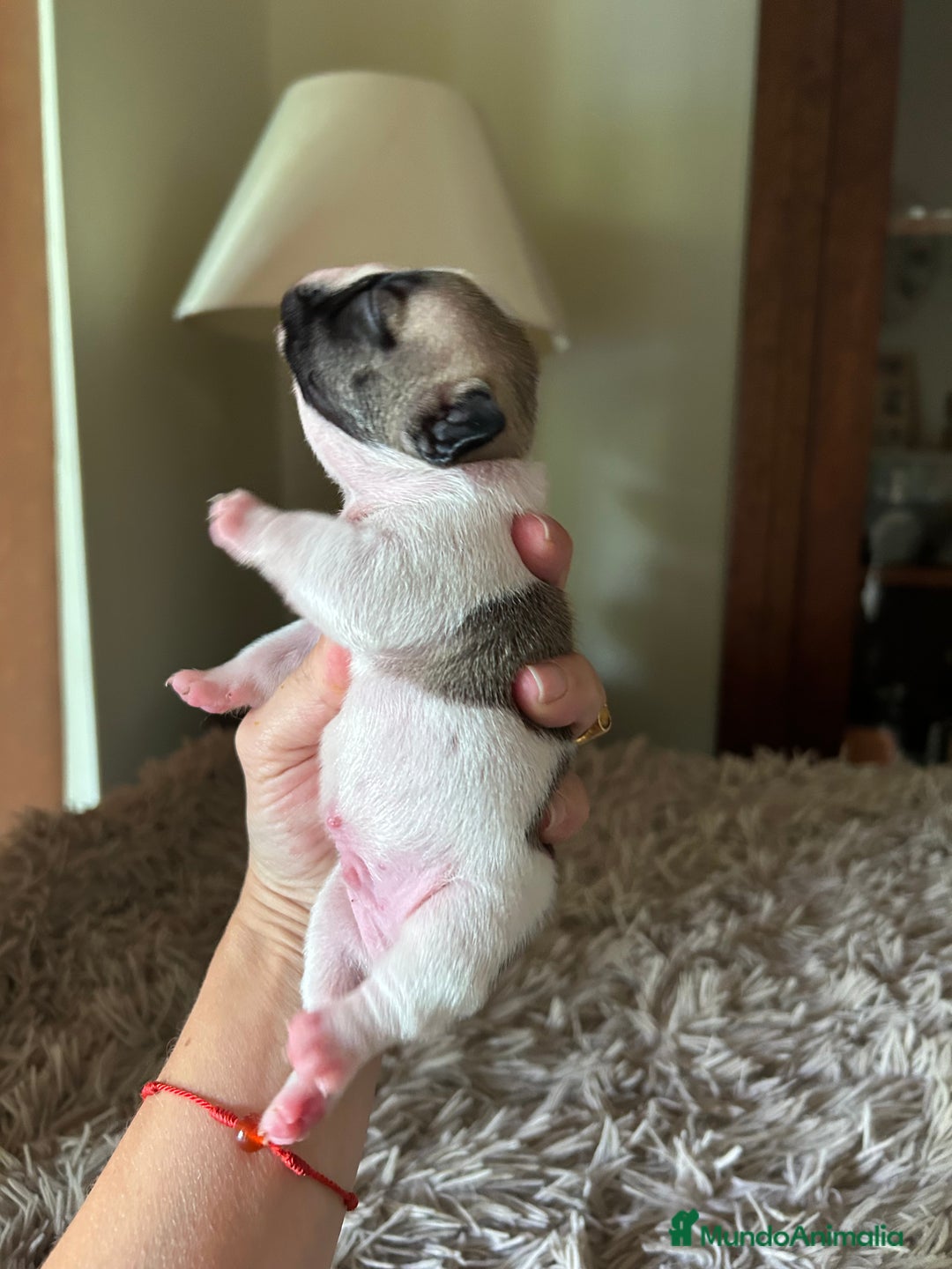 Bulldog Francés perros en venta: Bulldog francés  - Imagen 11
