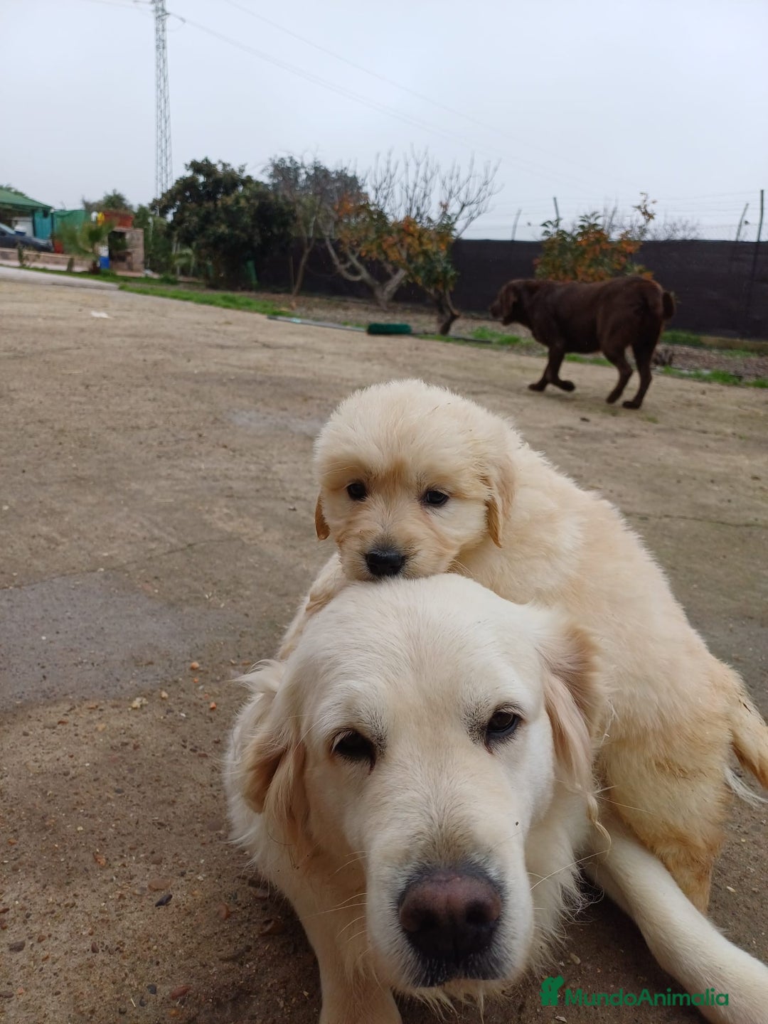 Golden Retriever perros en venta: Hembra de golden retriever  - Anuncio 6