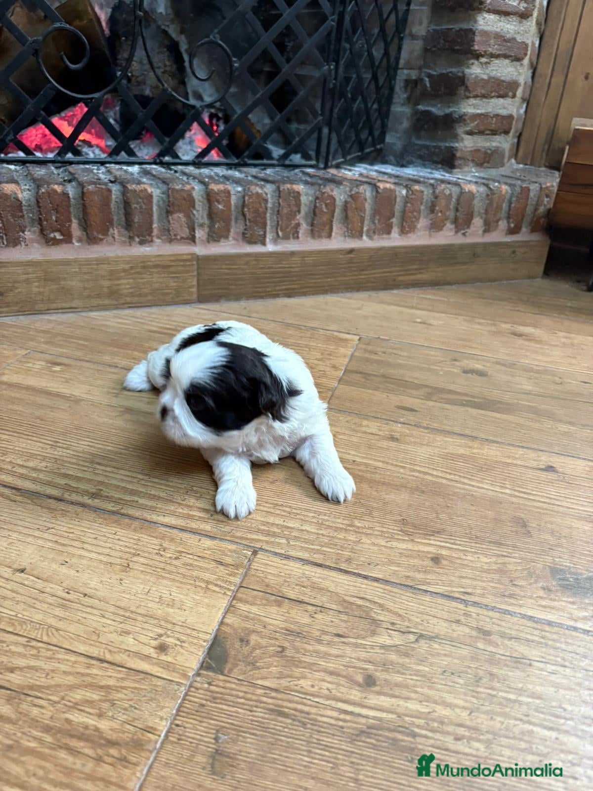 Shih Tzu perros Shih tzu mini - Anuncio 2