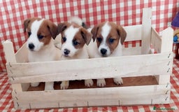Jack Russell Terrier perros en venta: Jack rusell - Imagen 1