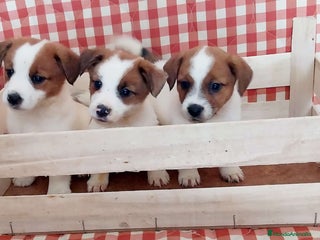 Jack Russell Terrier perros - Anuncio 31
