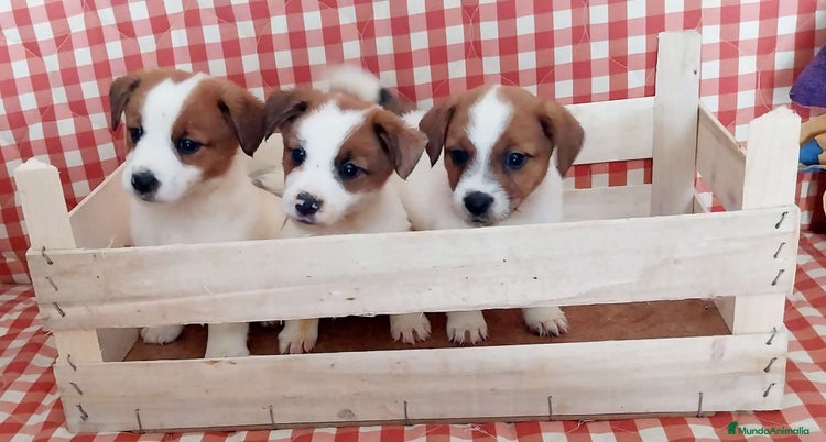 Jack Russell Terrier perros - Anuncio 2