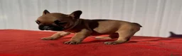 Bulldog Francés perros en venta: Bulldog francés macho Fwan  - Anuncio 4