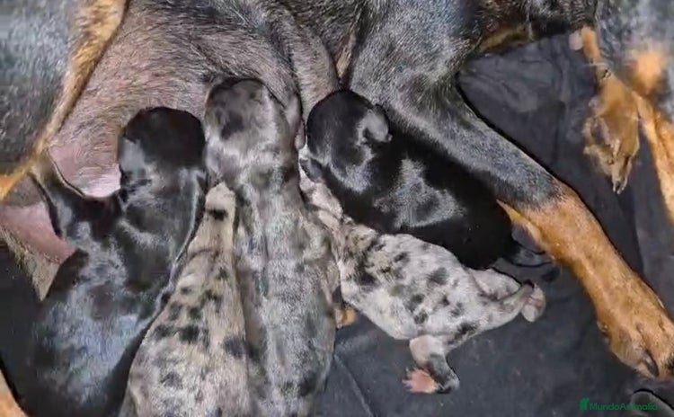 Pinscher Miniatura perros - Anuncio 10