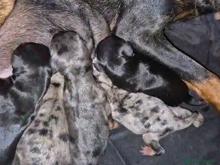 Pinscher Miniatura perros - Anuncio 26