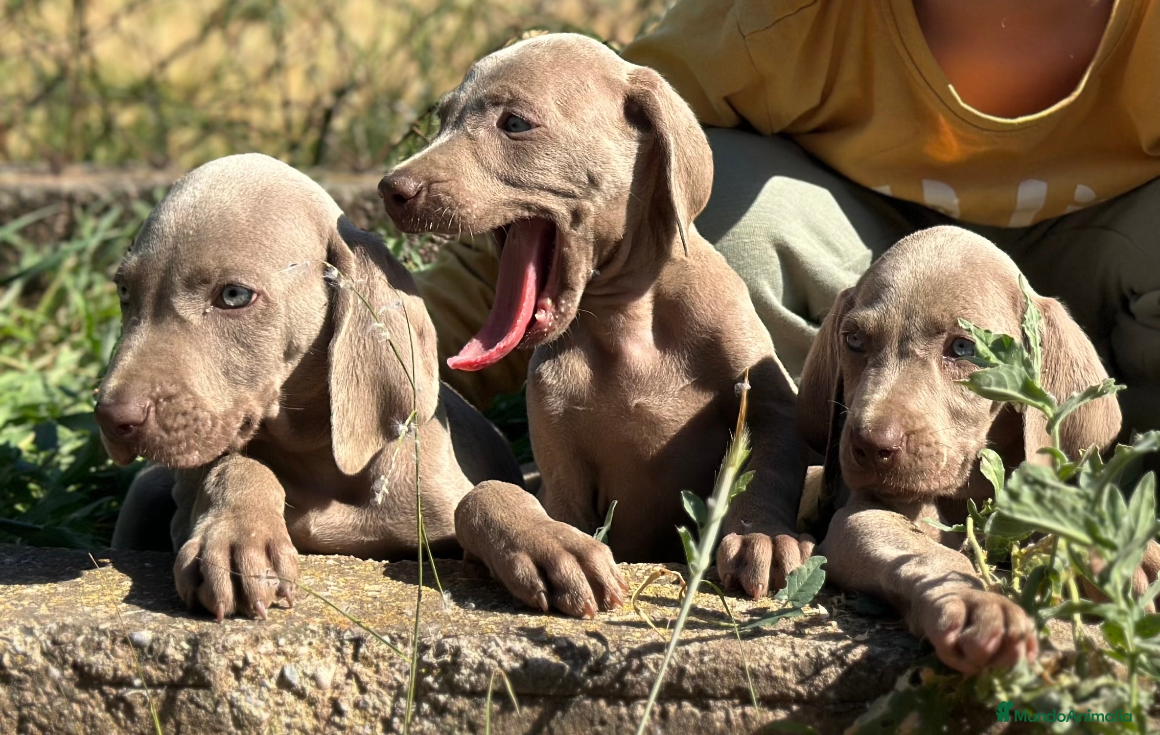 Weimaraner perros IMPRESIONANTE CAMADA DE BRACO DE WEIMAR - Anuncio 2