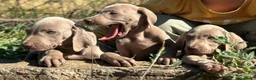 Weimaraner perros en venta: IMPRESIONANTE CAMADA DE BRACO DE WEIMAR - Anuncio 2