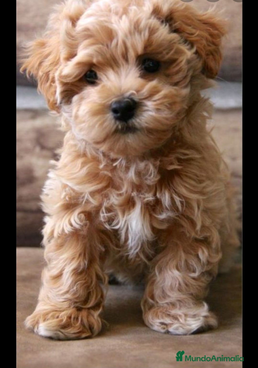 Maltipoo perros Maltipoo mini - Anuncio 3