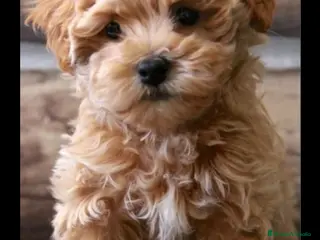 Maltipoo perros Maltipoo mini - Anuncio 3