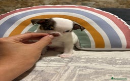 Chihuahua perros en venta: Exclusivos chihuahuas rusos - Imagen 27