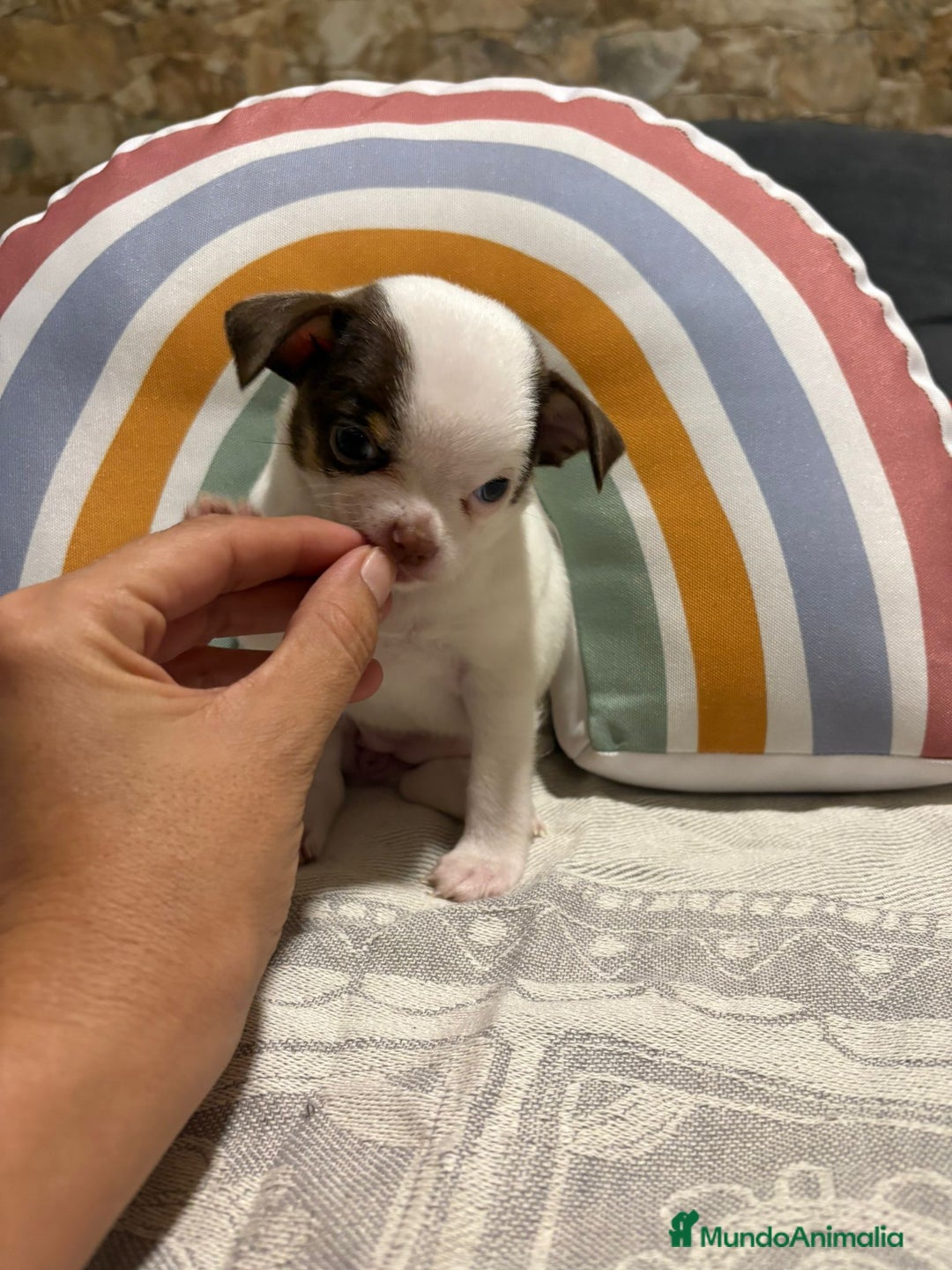 Chihuahua perros en venta: Exclusivos chihuahuas rusos - Imagen 27