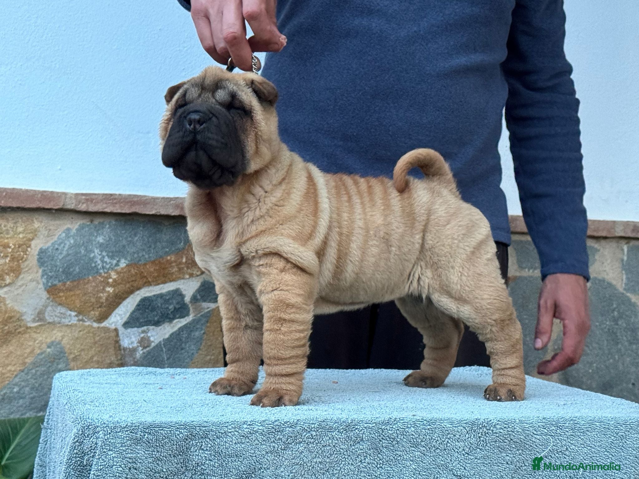 Shar Pei perros EXCELENTES BEBE SHAR PEI - Anuncio 2
