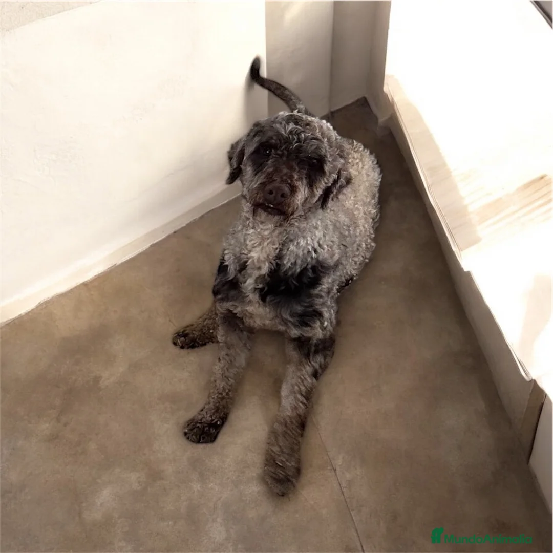 Perro de Agua Español perros en venta: Perro de agua español adulto  - Anuncio 2