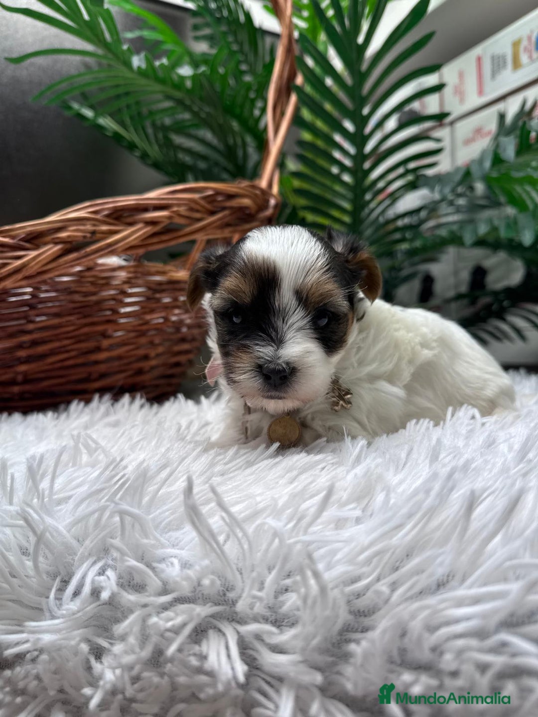 Yorkshire Terrier perros en venta: YORKSHIRE BIEWER HEMBRA - Anuncio 5